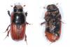 Coprimorphus scrutator